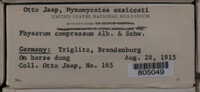Physarum compressum image